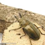 ( насекомое )ougononi рогач запад Java - li прозрачный производство взрослое насекомое WD 55~59mm(1 пара ) Hokkaido * Kyushu авиапочта необходимо теплоизоляция 