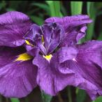 ( биотоп ) водное растения цветок .. Night violet фиолетовый шесть Британия цветок (1 pot )