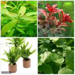 ( водоросли ) начинающий 3 позиций комплект ( водный лист )+ жизнь мульти- ( чай ) микро санки ump терроризм ps narrow (1 шт )( инструкция есть )