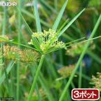 ( биотоп ) водное растения shurogayatsuli( нет пестициды )(3 pot ). сырой растения 