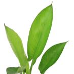 ( биотоп ) водное растения Arrow arum(peru Tundra Will ginika)( нет пестициды )(1 pot ).. растения 