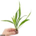 ( водоросли ) жизнь мульти- ( чай ) микро санки ump терроризм psso-do leaf (1 шт )