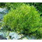 ( водоросли )* выращивание settled * Willow Moss способ гора камень M размер ( примерно 14cm)( подводный лист )( нет пестициды )(3 шт )