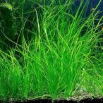 ( водоросли ) Varis ne задний nana( нет пестициды )(40 АО )