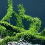 ( водоросли )* выращивание settled * Willow Moss коряга L размер ( примерно 25cm)( подводный лист )( нет пестициды )(3шт.@)