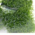 巻きたてリシアタイル