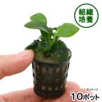 ( водоросли )* организация разведение * Anubias nana( нет пестициды )(10 pot минут )