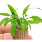 ( водоросли ) жизнь мульти- ( чай ) Cryptocoryne wen чай зеленый (1 шт )
