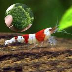 ( креветка )( водоросли ) нет выбор другой Red Bee Shrimp красный белый частота (5 шт )+ наматывать длина Южная Америка Willow Moss мяч (1 шт ) Hokkaido * Kyushu авиапочта необходимо теплоизоляция 