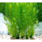 ( водоросли ) жизнь мульти- ( чай )matsumo( нет пестициды )(5 шт )me Dakar золотая рыбка качество воды .. производство яйцо пол 