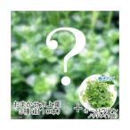 おまかせ水上葉３種セット＋巻きたて...