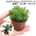 鉢植えミリオフィラムｓｐ．＋ライフ...
