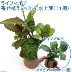 ( водоросли ) жизнь мульти- ( чай )2 позиций комплект (.... Mix + Anubias nana)(1 комплект )