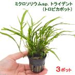 ( водоросли ) микро санки umsp. Trident ( Toro pika pot )(3 pot )