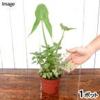 （ビオトープ）水生植物　メダカの鉢にも入れられる水生植物　ミニインスタント・ビオトープ　３．５号（１鉢）メダカの寄せ植え　水質浄化　隠れ家
