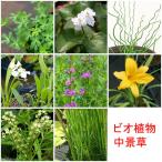 ( биотоп ) водное растения случайный средний ..( нет пестициды )(5 pot комплект )