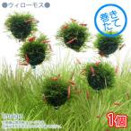 ( водоросли ) наматывать длина Willow Moss ba Rune ( подводный лист )( нет пестициды )(1 шт )