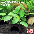 ココナッツシェルターアヌビアスナナ