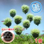 ( водоросли ) наматывать длина lisiaba Rune ( подводный лист )( нет пестициды )(1 шт )+...1 шт 