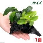 ( водоросли ) Anubias 2 вид имеется ( Anubias nana& золотой ) коряга S размер ( водный лист )( 1 шт. )( примерно 15cm)
