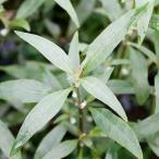 ( водоросли ) arte ru наан tera дождь ключ Mini ( in voice )( водный лист )( нет пестициды )(10шт.@)