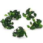 ( водоросли )* АО продажа * Anubias nana маленький ( водный лист )(3 АО )