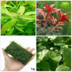 ( водоросли ) начинающий 3 позиций комплект ( водный лист )+ Willow Moss мягкий mo раскладушка ( нет пестициды )(1 шт )( инструкция есть )