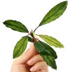 ( водоросли )bsefa Land lasp.kano Wit -тактный let ( водный лист )(1 АО )