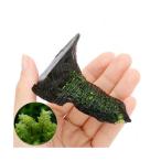 ( водоросли ) наматывать длина - negokesp. черепаха Rune производство коряга Mini размер (8cm и меньше )( подводный лист )( нет пестициды )( 1 шт. )