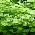 ( водоросли ) Amazon chidomegsa( подводный лист )( нет пестициды )(5шт.@)