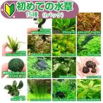 ( водоросли ) впервые. водоросли 15 вид (1 упаковка ) инструкция есть + пинцет basami. произведение 200N Хонсю Сикоку ограничение 