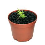 ( водоросли ) ho siksasp.. гонг производство ( водный лист )( нет пестициды )(1 pot )