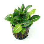 ( водоросли ) Anubias ja Ian to Star пыль ( водный лист )(1 pot минут )