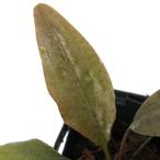 ( водоросли ) Cryptocoryne sp. Мьянма производство ( водный лист )(1 pot )