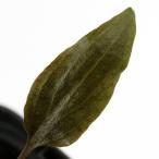 ( водоросли ) Cryptocoryne sp.LINGGA-1 Riau производство ( нет пестициды )(1 pot )