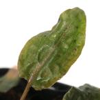( водоросли ) Cryptocoryne sp.LINGGA-3 Riau производство ( водный лист )(1 pot )