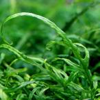 ( водоросли ) микро санки umsp. Ran jauentimau производство ( подводный лист )( нет пестициды )(3 АО )