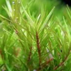 ( водоросли )ro треска ro тонн tifo задний Spy ключ ( подводный лист )( нет пестициды )(5шт.@)