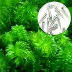 メダカ・金魚藻国産アナカリス＋幹之...
