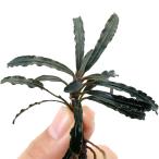 ( водоросли )bsefa Land lasp. красный Shute ( водный лист )(1 АО )