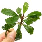 ( водоросли )bsefa Land lasp. super голубой 2( водный лист )(1 АО )