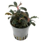 ( водоросли )bsefa Land lasp. красный sko-pio( denali - рейс )(1 pot )