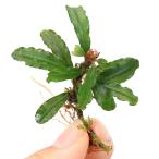 ( водоросли )bsefa Land lasp.isis* зеленый ( водный лист )(1 АО )