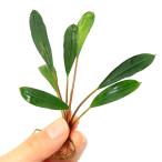 ( водоросли )bsefa Land lasp. серебряный Eagle красный ( водный лист )(1 АО )