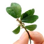 ( водоросли )bsefa Land lasp. Rainbow см pi-do( водный лист )(1 АО )