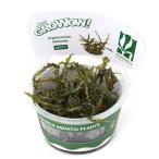 ( водоросли ) организация разведение GROWOW! Cryptocoryne балансир e( нет пестициды )(1 cup )D84TC