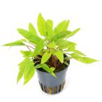 ( водоросли ) Cryptocoryne afi лак темный orange ( denali - рейс )(1 pot )