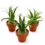 ピグミー・チェーン・サジタリア