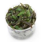 ( водоросли ) организация разведение Cryptocoryne afi лак красный ( нет пестициды )(1 cup )