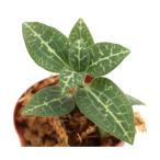 ( луговые и горные травы ) Miyama uzla( глубокий гора .,. орхидея )(1 pot ) драгоценности o- Kid 